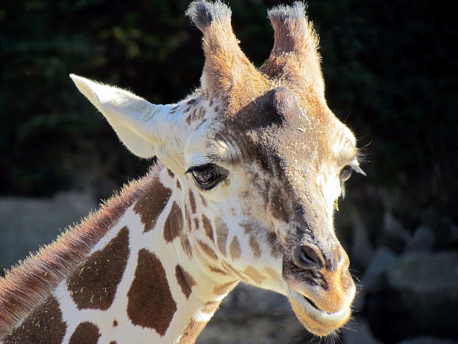 giraffe, portrait, head, face, mammal, mouth, ears, cute, looking HD wallpaper