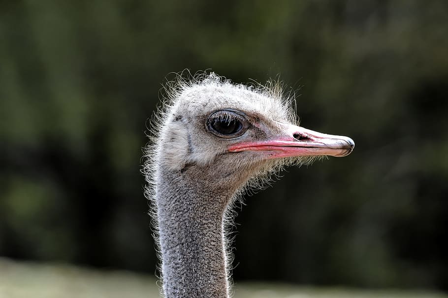 ostrich, bird, runner, head, beak, one animal, vertebrate, animal body part HD wallpaper