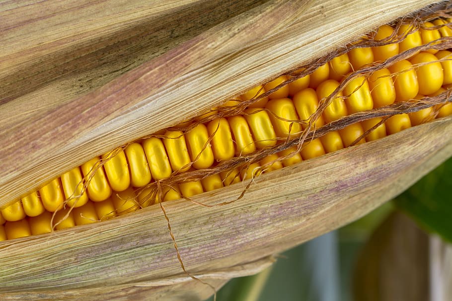 corn, corn on the cob, fodder maize, cereals, corn kernels HD wallpaper