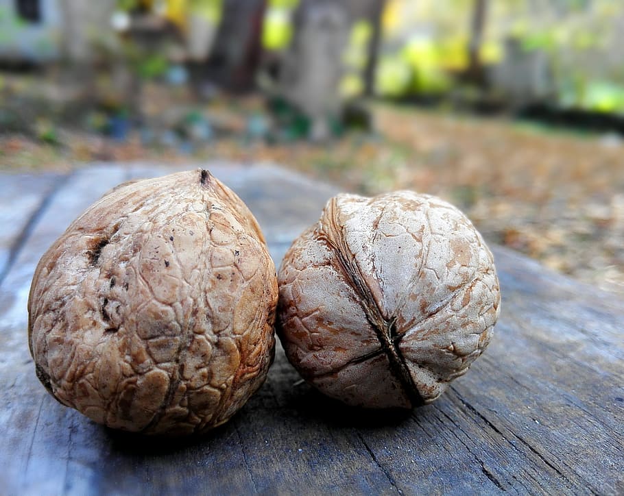 walnut, shell, artifact, food and drink, healthy eating, wellbeing HD wallpaper