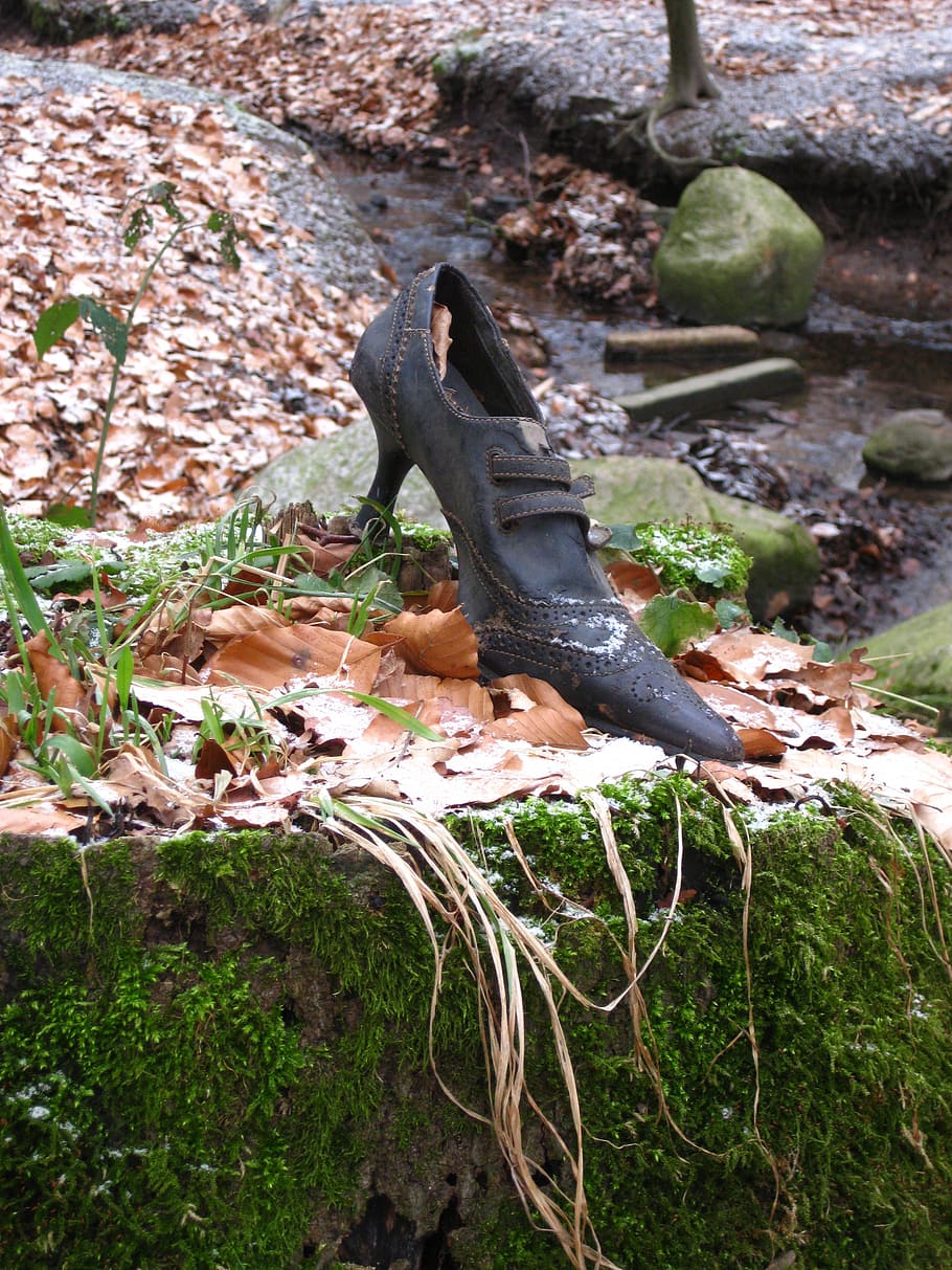 shoe, old, leaves, moss, animal themes, one animal, animals in the wild HD wallpaper