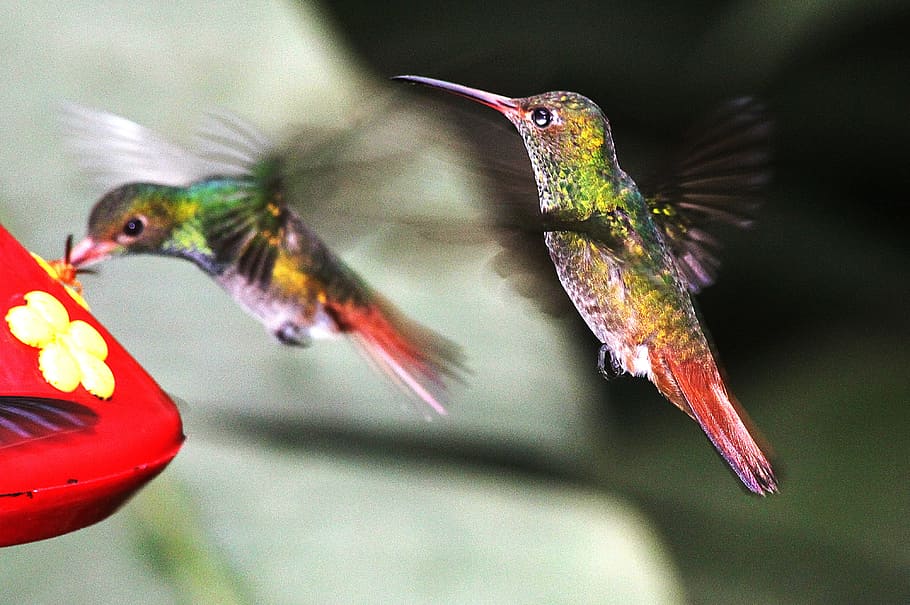 two flying humming birds, nature, hummingbirds, animal, hovering, HD wallpaper