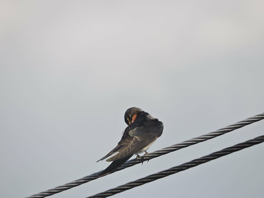 swallow, wires, bird, rest, sky, animal wildlife, animals in the wild HD wallpaper