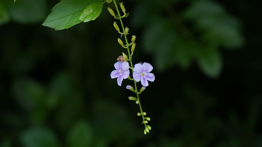 flower, purple, background, flowering plant, freshness, fragility HD wallpaper