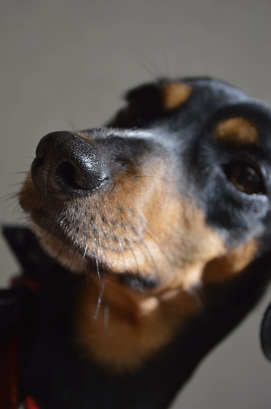 dog, pet, bitch, image, canine, pets, animal, one animal, domestic HD wallpaper