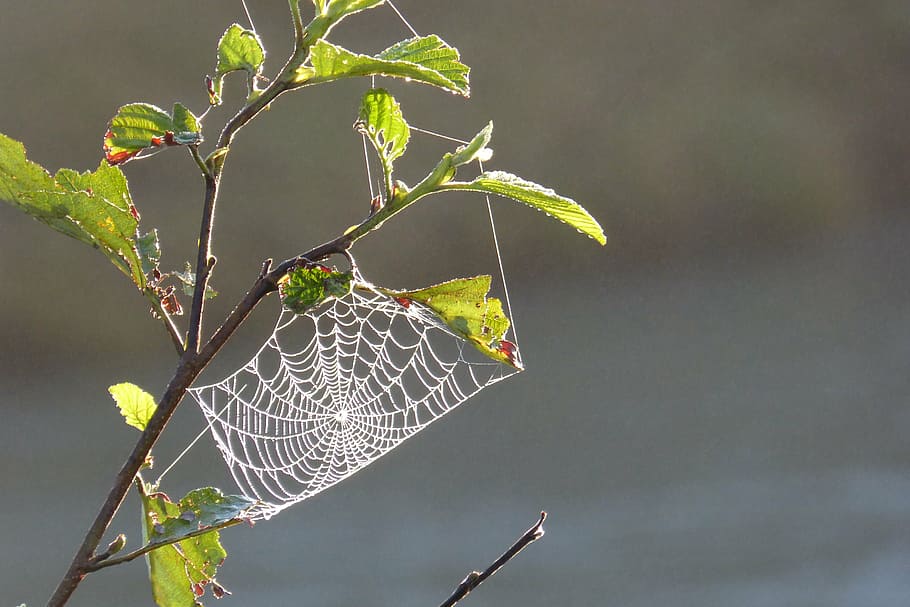 cobweb, tender, back light, dew, moist, nature, leaf, plant part HD wallpaper