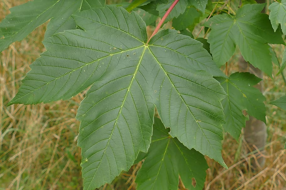 Mountain Maple, Close, Leaf, Landscape, nature, of course, green color HD wallpaper