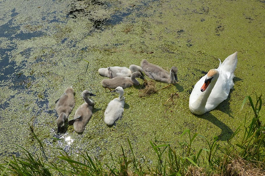 Swan, Nature, Spring, Water, young, ditch, white, birds, water bird HD wallpaper