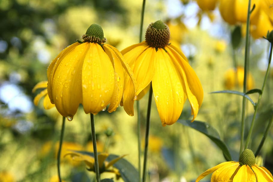 Sun, Brews, Helenium, Flower, sun brews, summer, blossom, bloom HD wallpaper