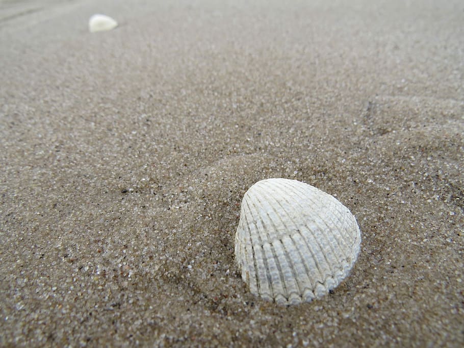 Sand, Shell, Sea, Beach, Seashell, excerpt of the beach, baltic sea HD wallpaper
