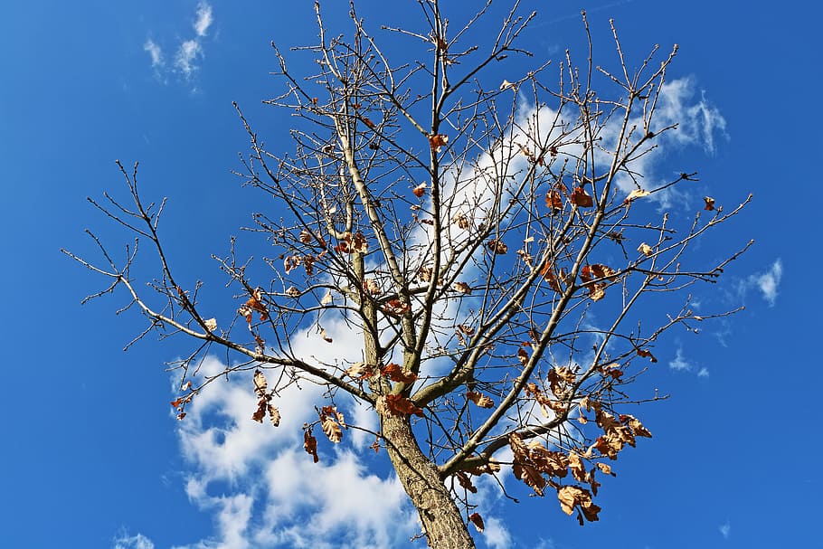Cloud, Wood, Plant, Foliage, blue, sky, nature, tree, day, low angle view HD wallpaper
