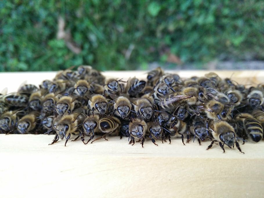 bees, beekeeper, honey bees, insect, nature, close, animal HD wallpaper
