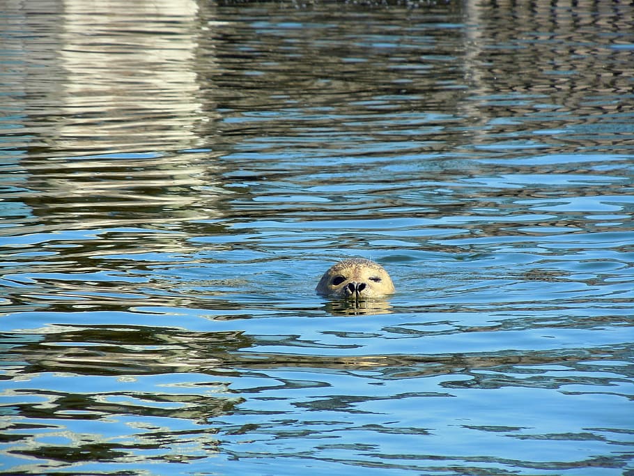 animal in water, seal, robbe, swim, nature, mammal, swimming Animal HD wallpaper