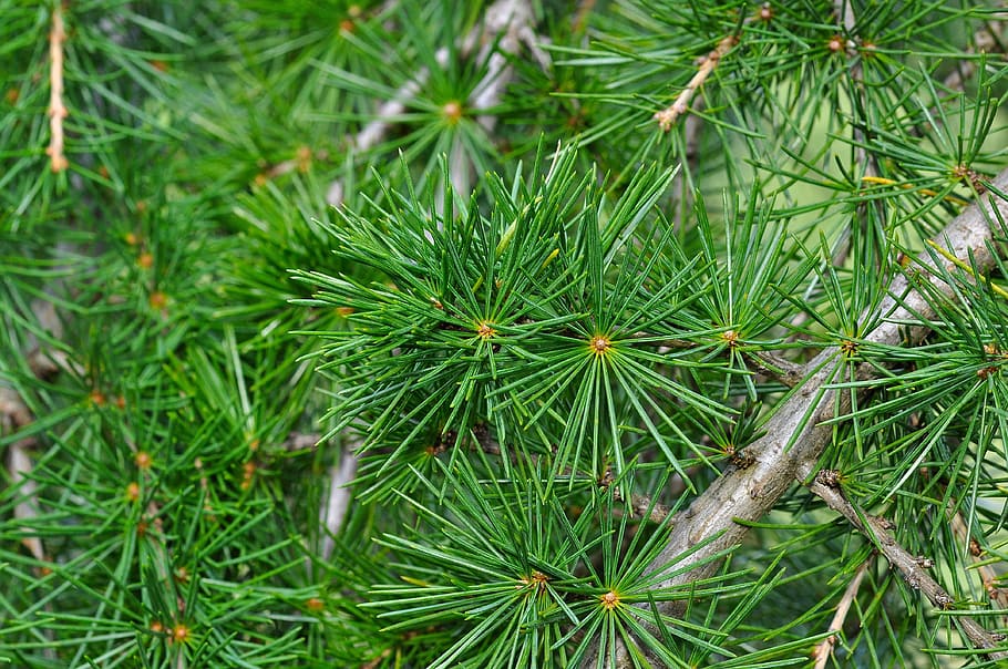 Cedar Branch, Needle, conifer, tree, nature, macro, photosynthesis HD wallpaper