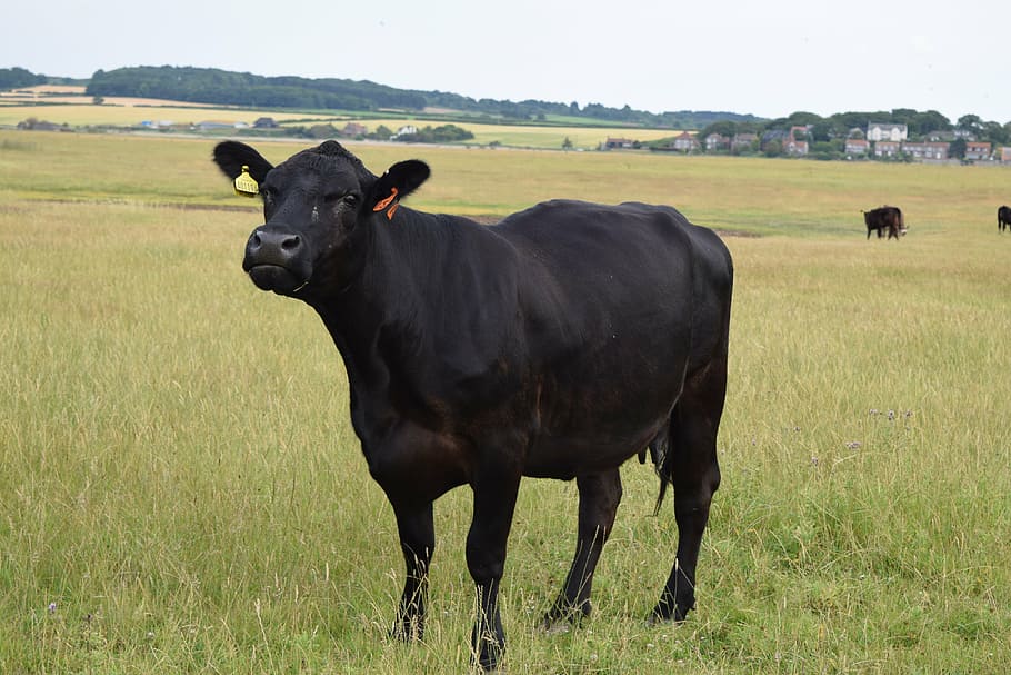 black, cow, field, grass, cattle, agriculture, nature, farm HD wallpaper