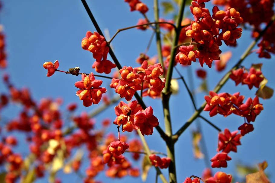 spindle, tree, fortunei, ordinary, pfaff copings, spill tree, HD wallpaper