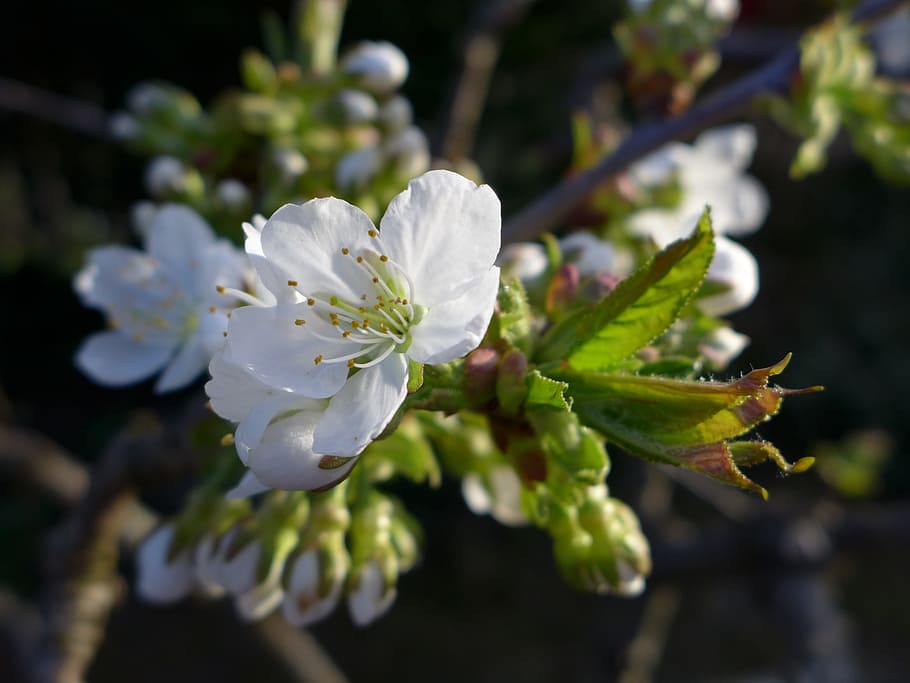 spring, flowers, cherry blossom, cherry branch, white, fruit tree HD wallpaper