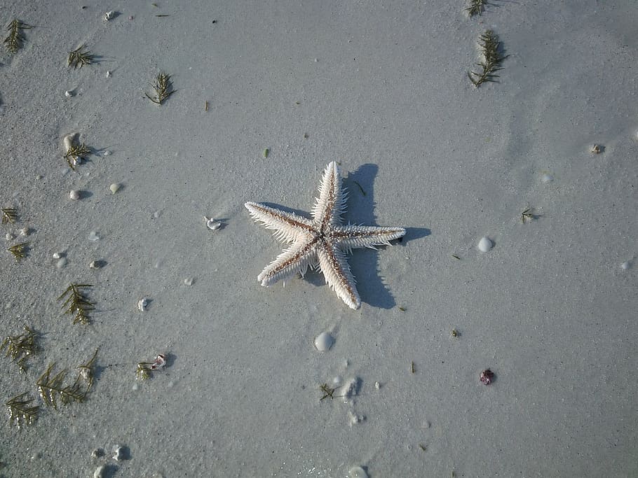 starfish, beach, nature, seashore, life, marine, sand, land HD wallpaper