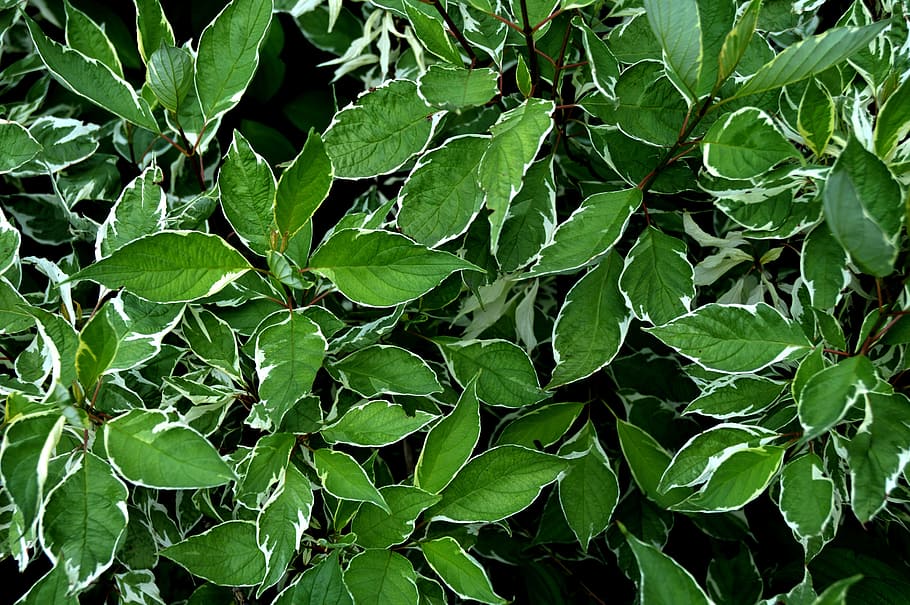 green leafed plants, bio, graphic, background, plant part, green color HD wallpaper