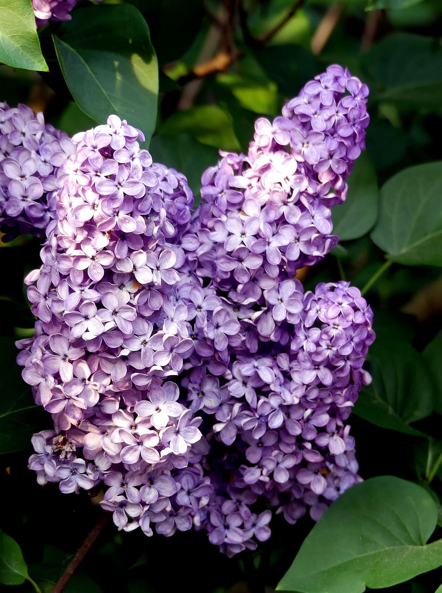lilac, purple, spring, bush, lilac tree, lilac branch, flowering plant HD wallpaper
