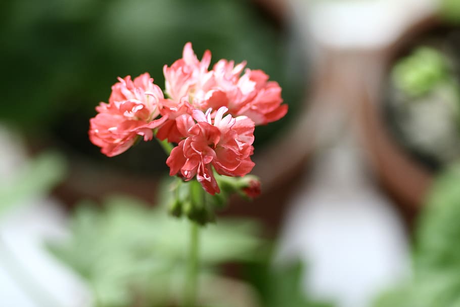 geranium, flowers, flowering plant, beauty in nature, fragility HD wallpaper