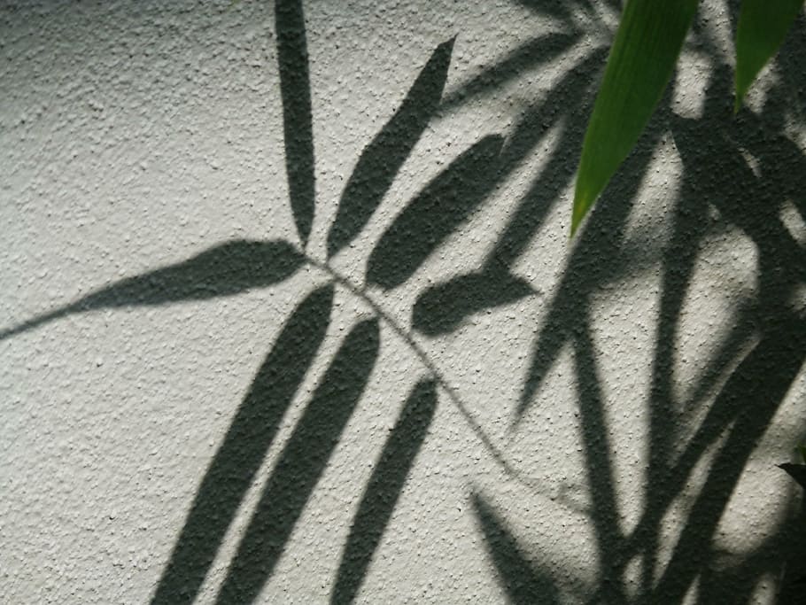 leaves, wall, silhouette, leaf, plant, nature, texture, pattern HD wallpaper