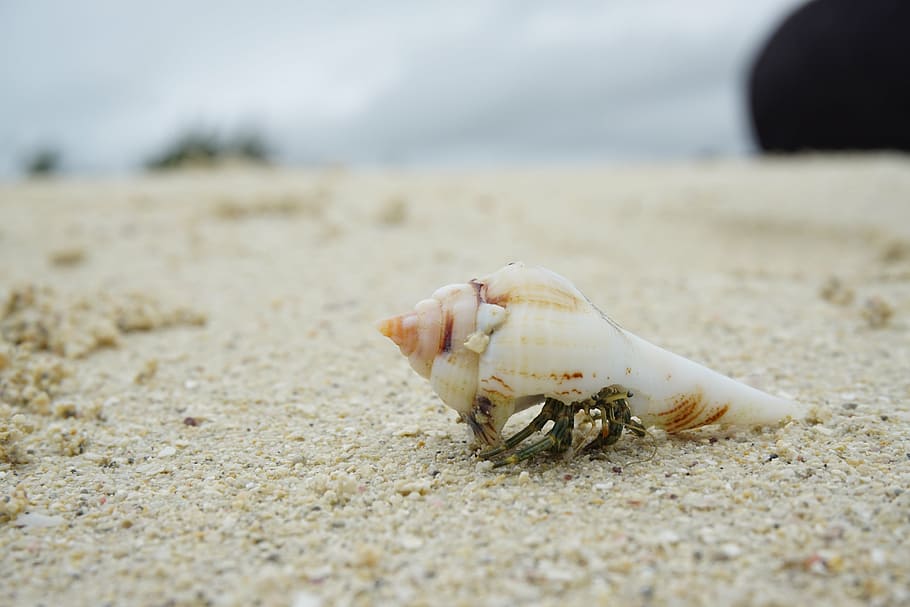 white shell on white sand beach shore during daytime, crab, cancer, HD wallpaper