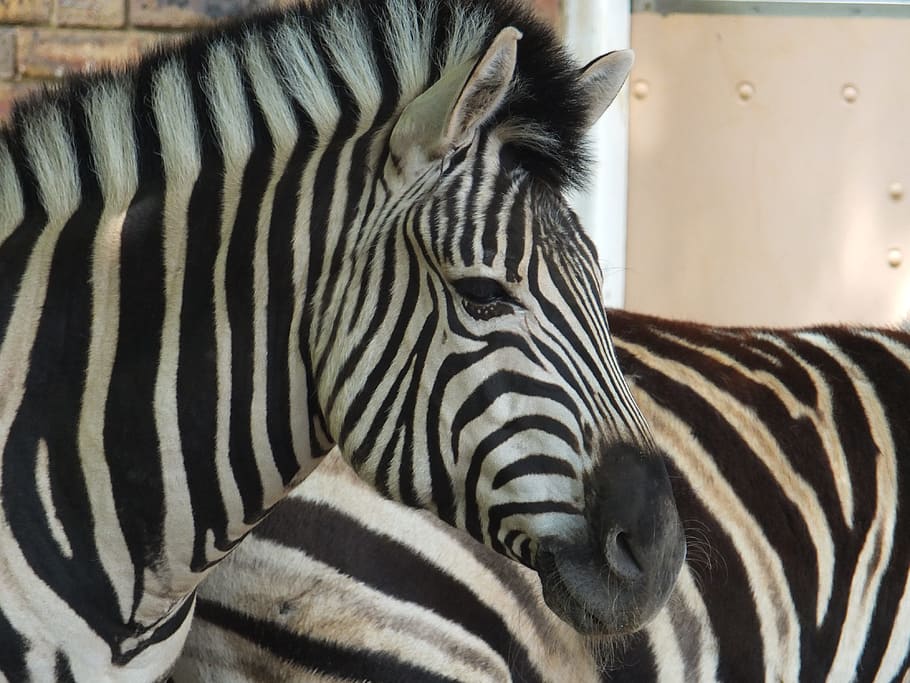 close-up photo of zebra head, zoo, animals, african, horse, nature, HD wallpaper