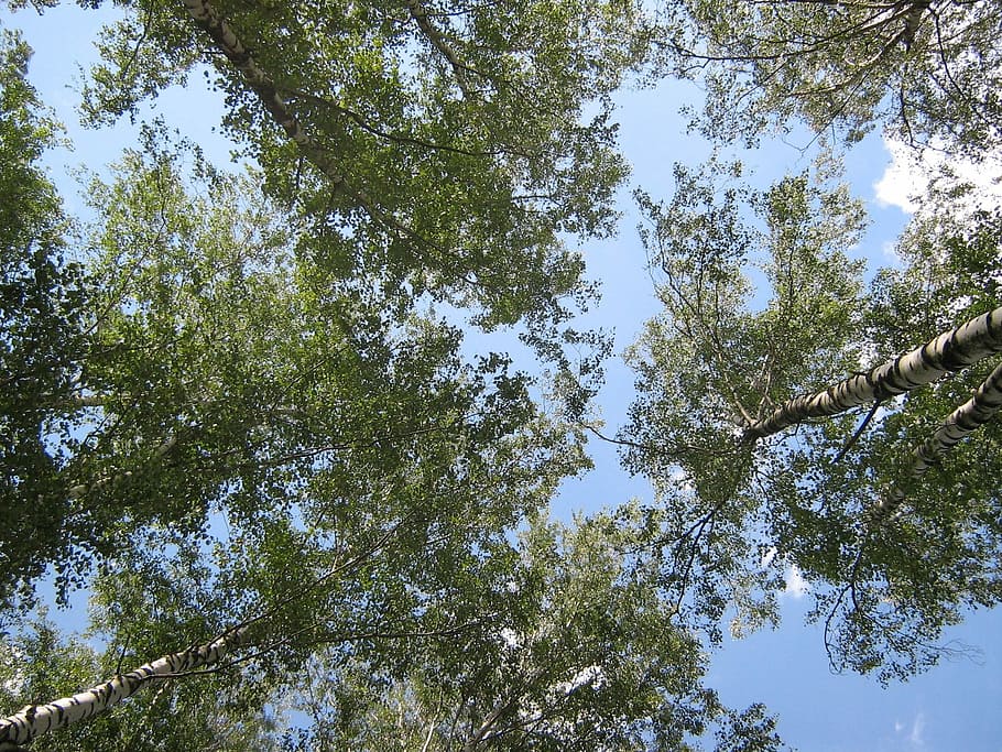 Birch, Trees, sky, nature, pine tree, forest, day, low angle view HD wallpaper
