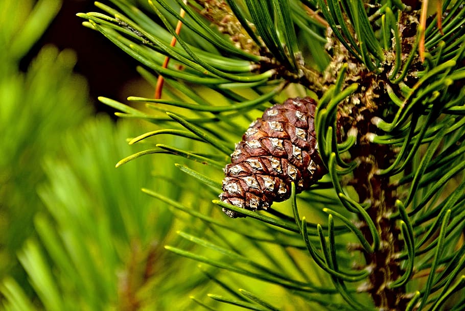 nature, tree, pine cone, pine tree, plant, green color, coniferous tree HD wallpaper