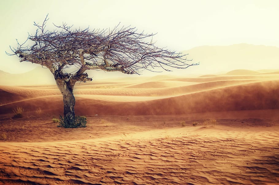 photo of leafless tree on desert, drought, landscape, sand, nature