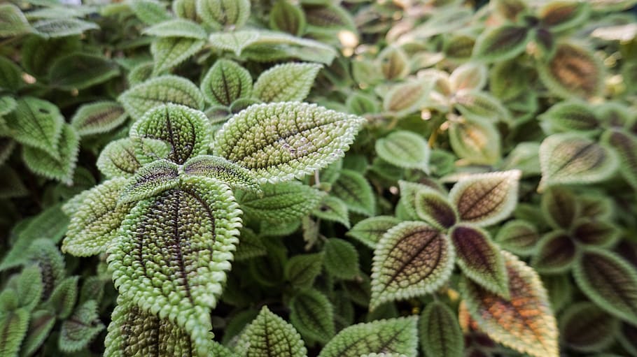 nature, flora, leaf, garden, closeup, green color, growth, plant HD wallpaper