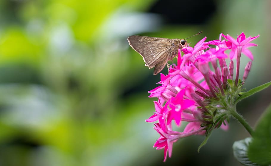 butterfly, moth, buds, close-up, dragonfly, garden, insect HD wallpaper