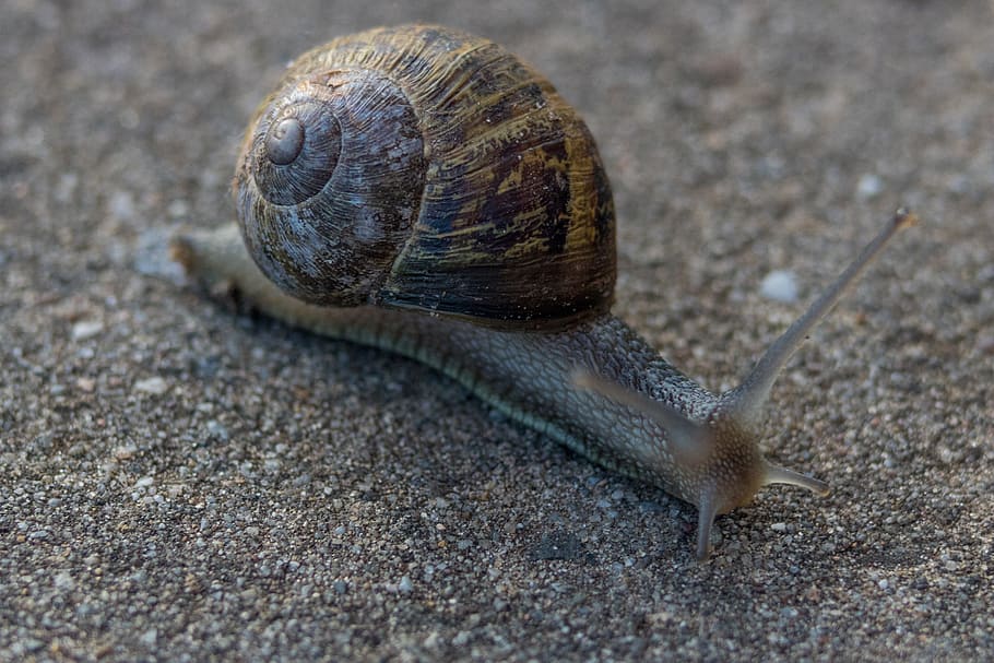snail, slow, shellfish, invertebrates, nature, animal wildlife HD wallpaper