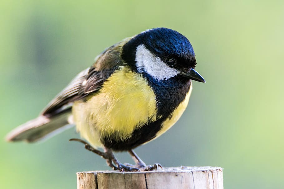 macro shot of yellow and black bird, ave, chickadee, animals HD wallpaper