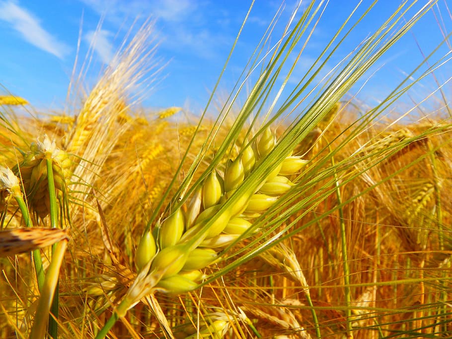 Fields, Nature, Wheat, Summer, Landscape, agriculture, cereal plant HD wallpaper