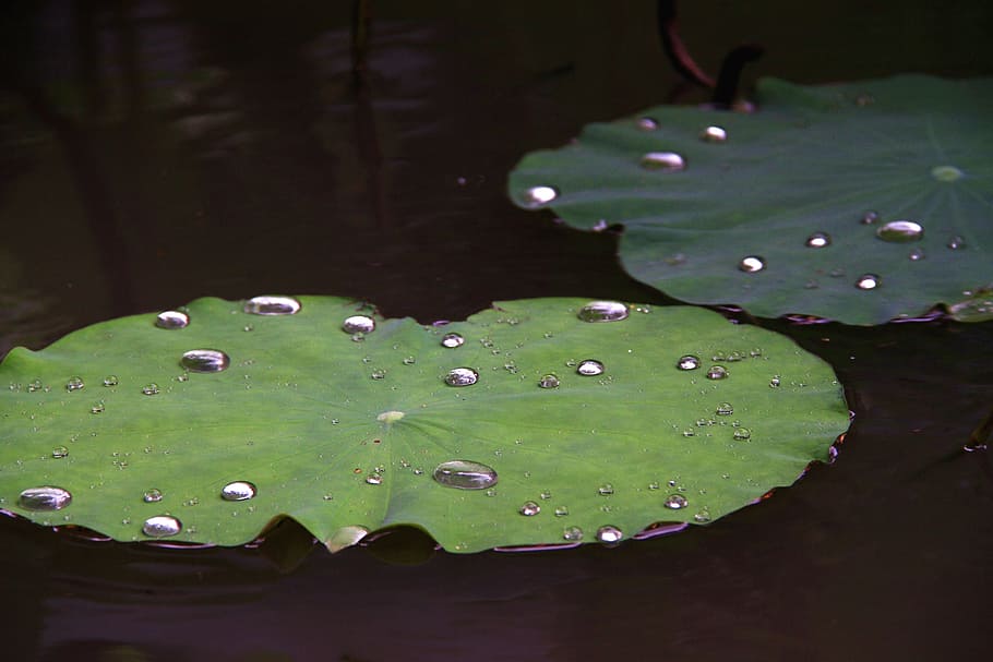 Lotus, Leaf, Droplets, Green, Rain, water, nature, floating on water HD wallpaper