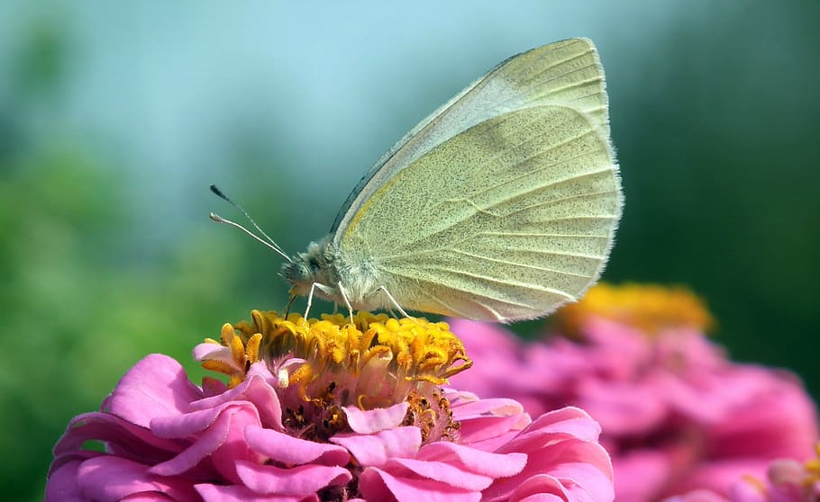 HD wallpaper: nature, butterfly, bielinek, flower, zinnia, insect ...