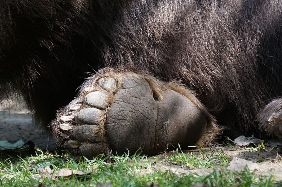 bear, paw, zoo, plantigrades, animal themes, mammal, animal wildlife, HD wallpaper