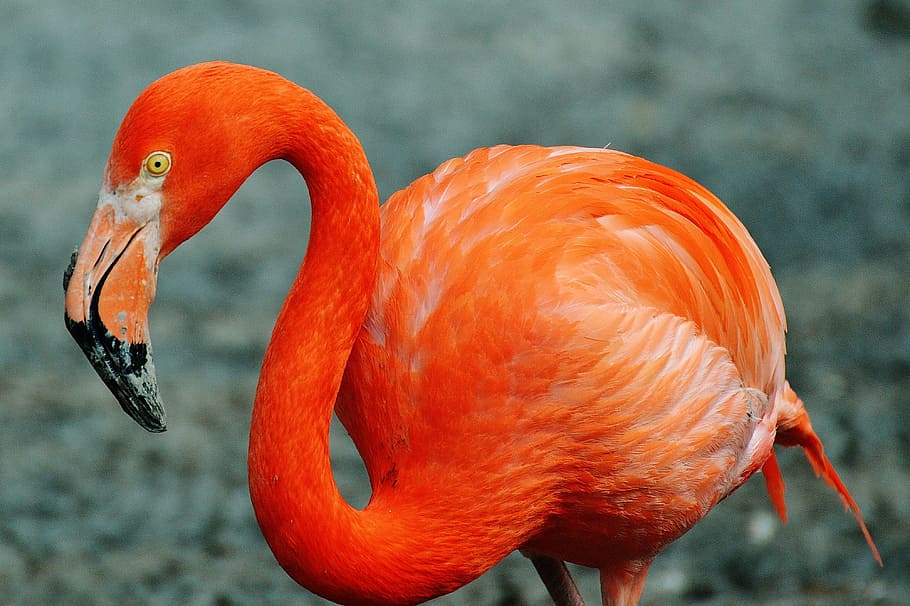 close-up photo of red Flamingo, bird, colorful, tierpark hellabrunn, HD wallpaper