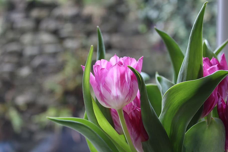 nature, flowers, petals, plant, bloom, blooming, blossom, blur HD wallpaper