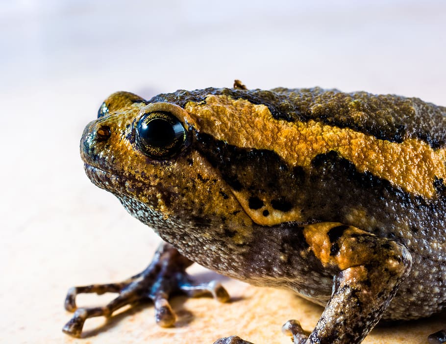 Toad, Anuran, Frog, Amphibians, one animal, reptile, animal wildlife HD wallpaper