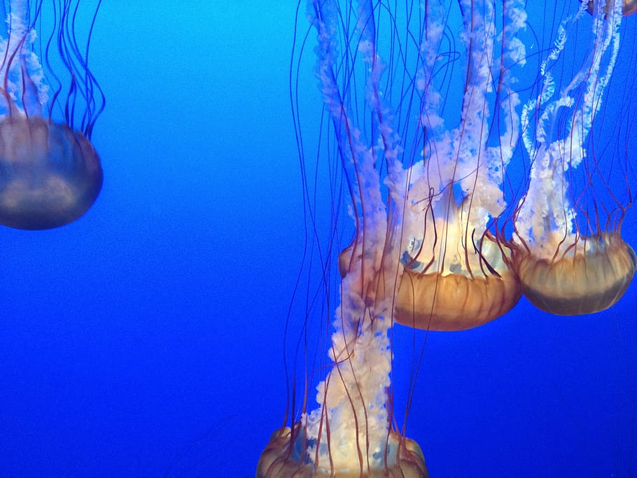 blue, monterrey, ocean, jellyfish, sea, marine, aquarium, underwater HD wallpaper