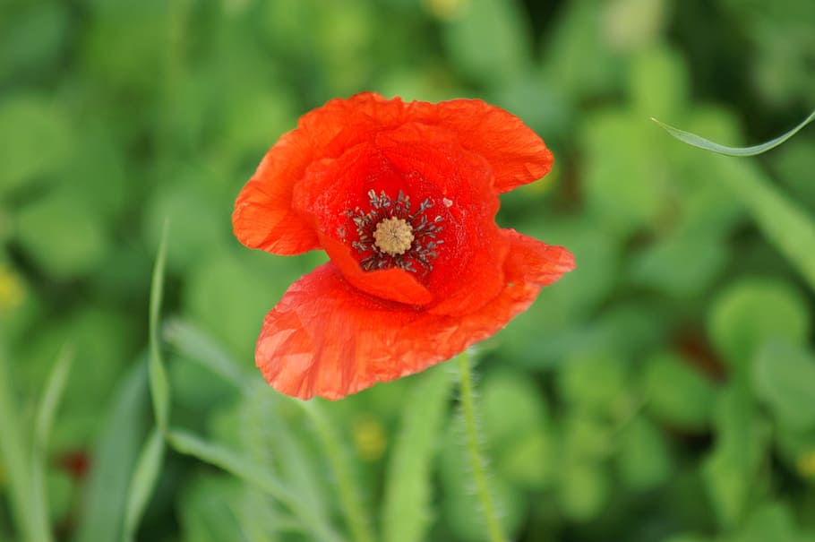 poppy, brightly colored, spring, flower, nature, field, garden HD wallpaper