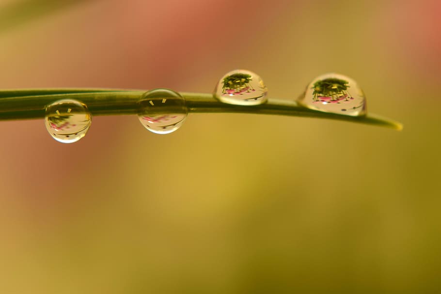 rain, dew, pearl, droplets, water, blade of grass, mirroring HD wallpaper