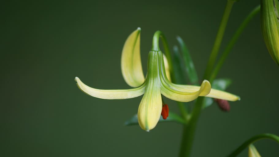 flower, spring, summer, freshness, close-up, plant, flowering plant HD wallpaper