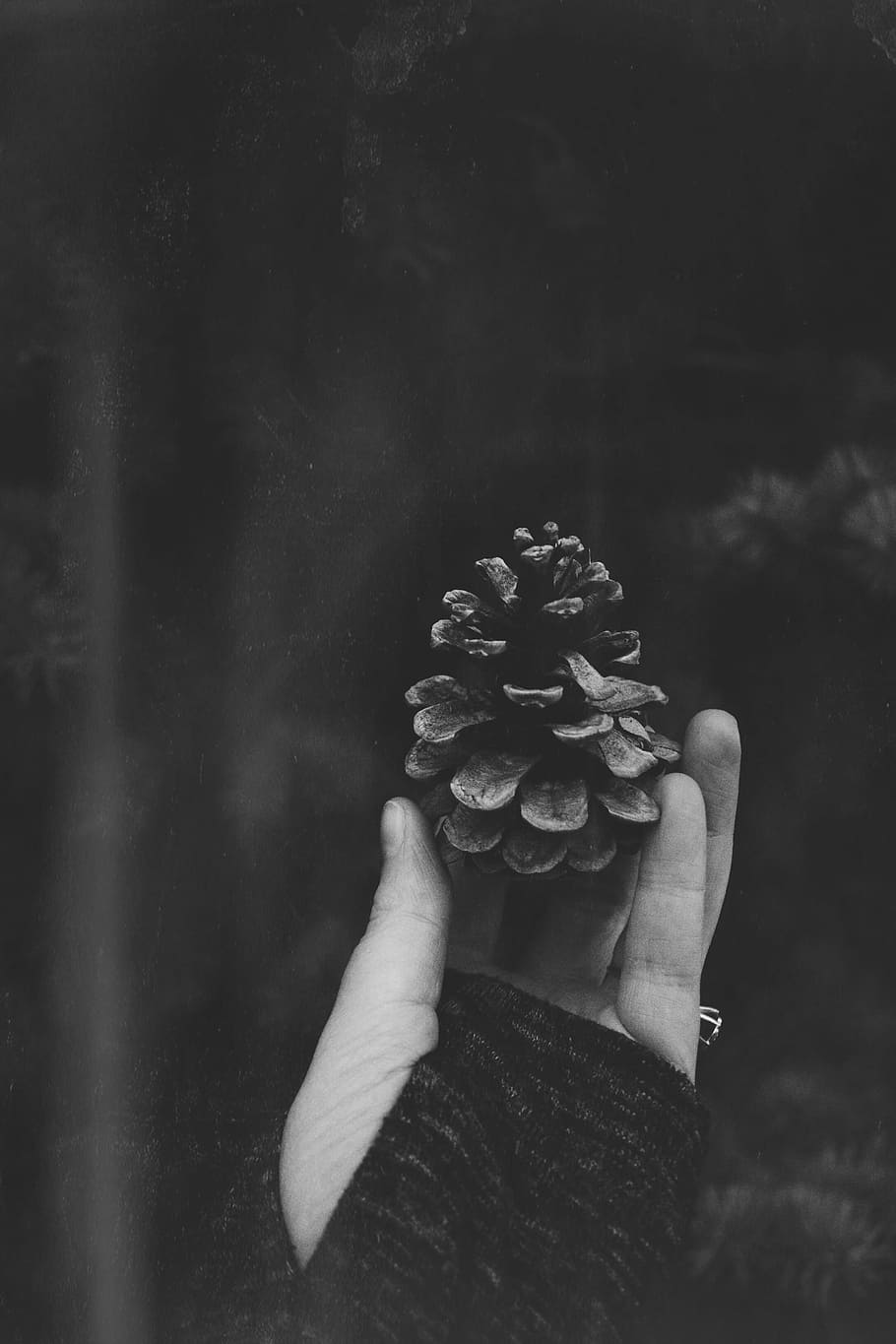 grayscale photo of acorn on person's hand, person holding pinecone HD wallpaper