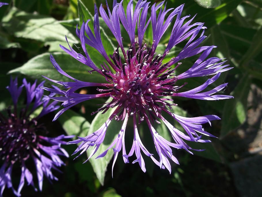 flower, cornflower, summer, blue, composites, nature, purple HD wallpaper
