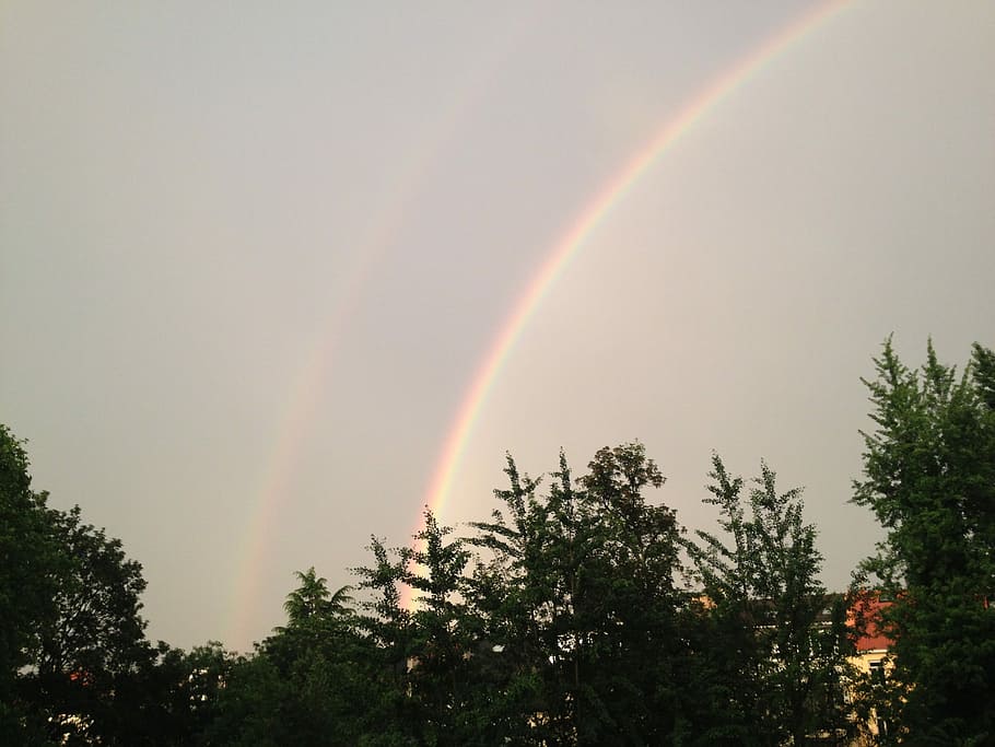 Rainbow, Tree, grey sky, double rainbow, multi colored, no people HD wallpaper