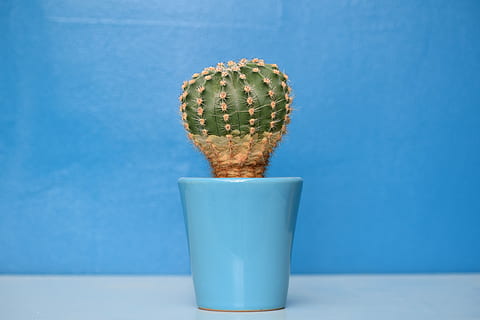 cactus plant on blue ceramic pot, green cactus plant in blue plant pot HD wallpaper